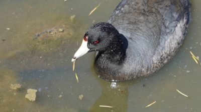 American coot