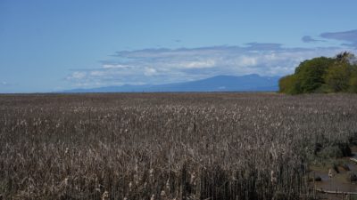 Reeds and open marsh