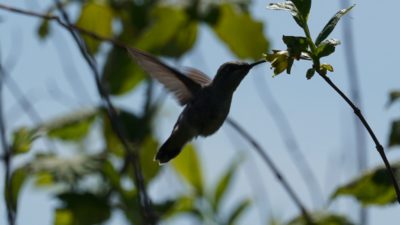 hummingbird