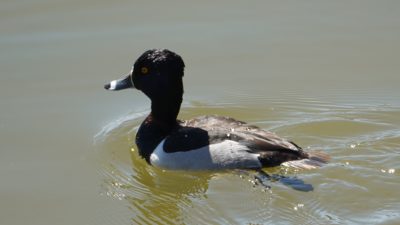 Ring-necked duck