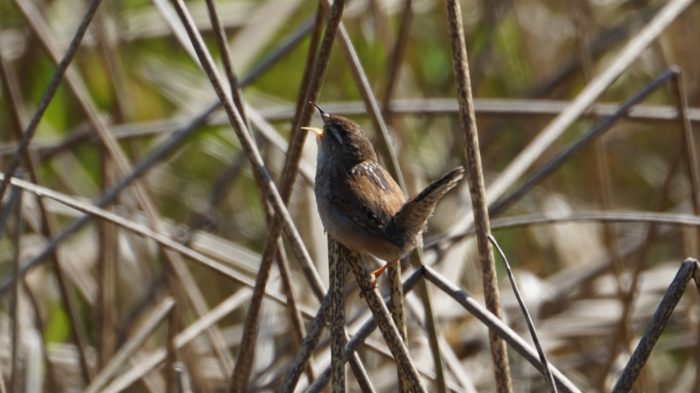 marsh wren