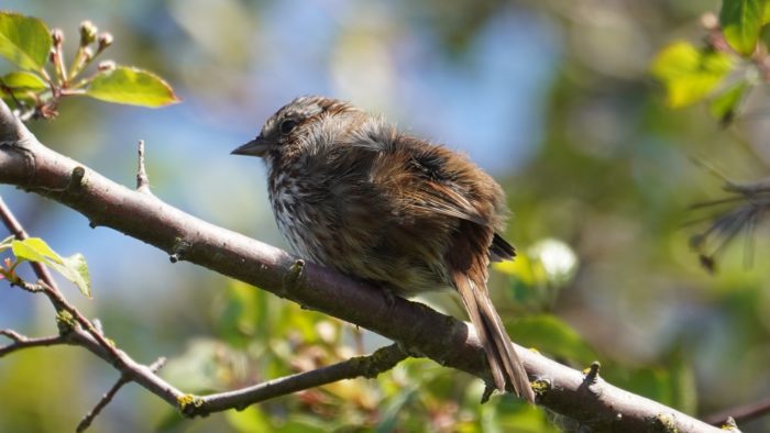 Song sparrow