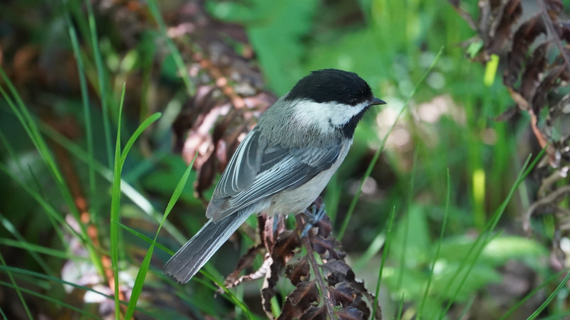 Chickadee