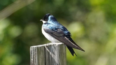 Tree swallow