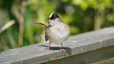 Golden-crowned sparrow