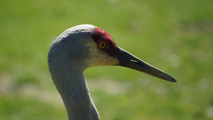 Sandhill crane profile