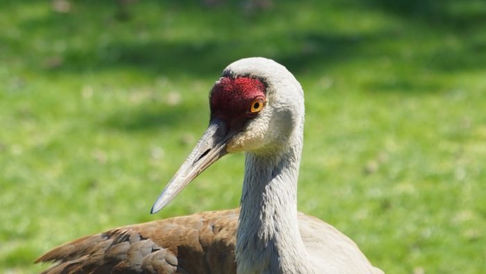 Sandhill crane