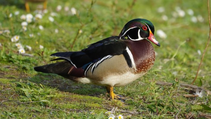 Wood duck