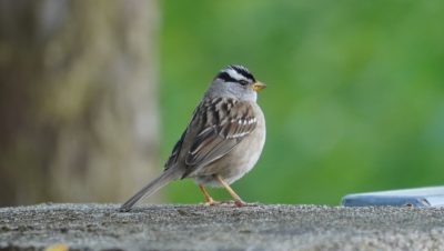 White-crowned sparrow