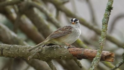 white-crowned sparrow