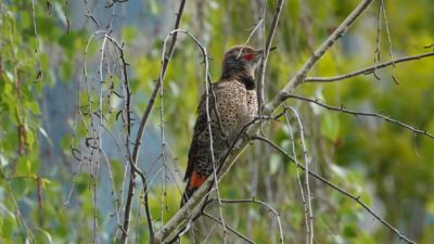 Northern flicker