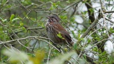 Song sparrow