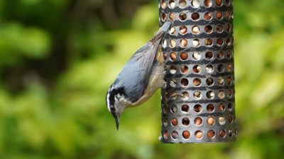 Red-breasted nuthatch