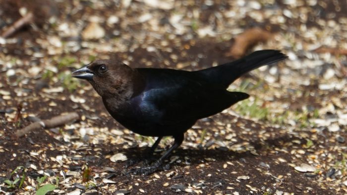 Brown-headed cowbird