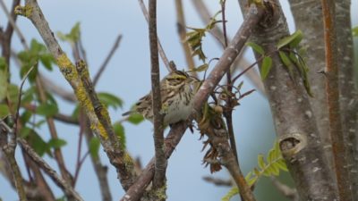 Savannah sparrow