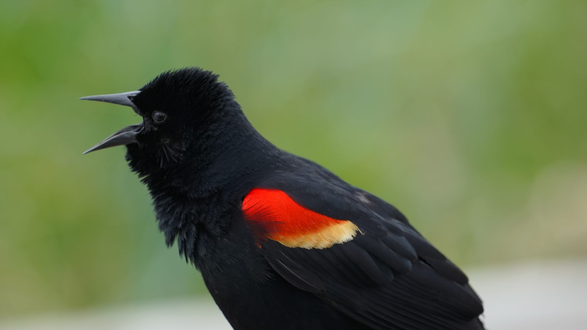 Red-winged blackbird