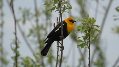 yellow-headed blackbird