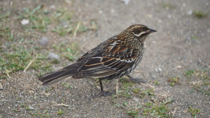 Red-winged blackbird, female