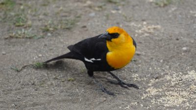 Yellow-headed blackbird