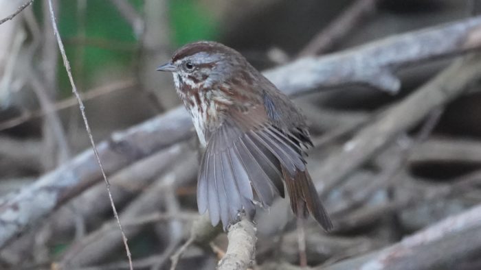 Song sparrow