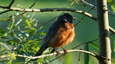 Robin in golden hour