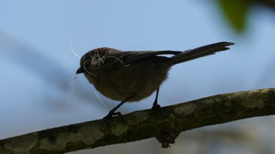 Bushtit silhouette