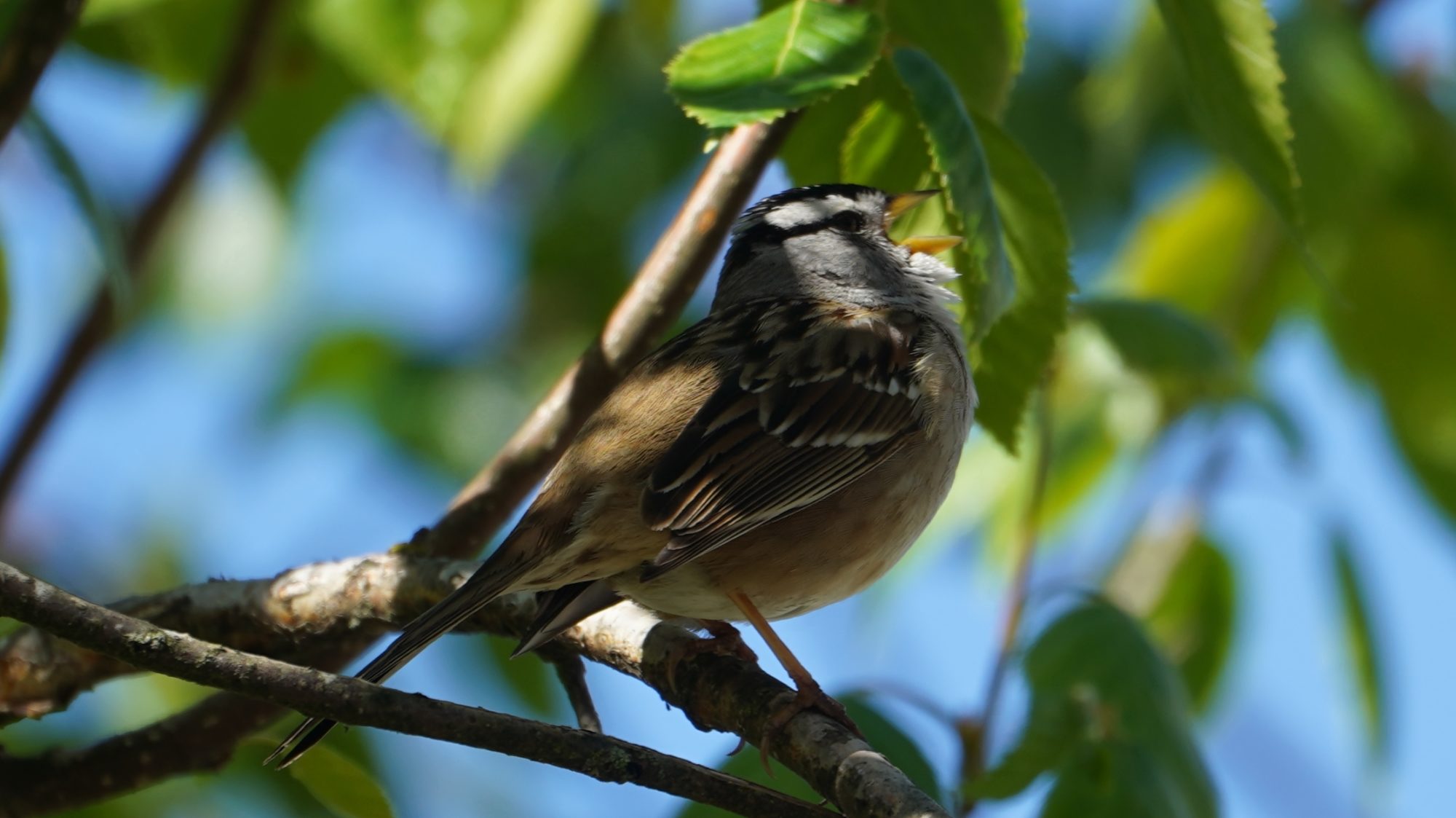 Singing white-crown