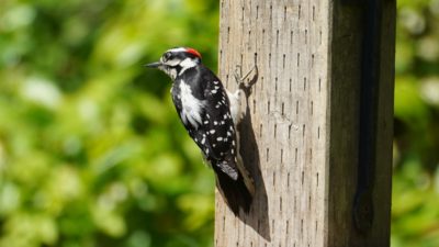 Downy woodpecker, male