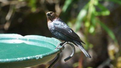 Brown-headed cowbird