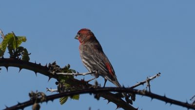 House finch