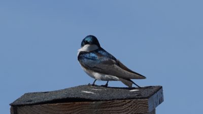 Tree swallow