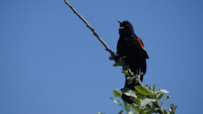 Red-winged blackbird