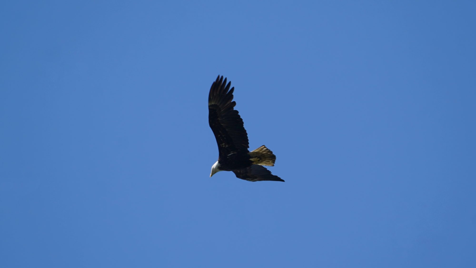 Soaring bald eagle