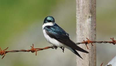 Tree swallow