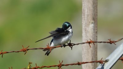 Preening tree swallow