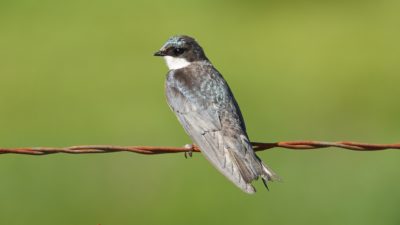 Female tree swallow