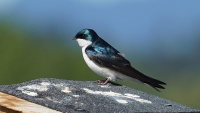 Tree swallow