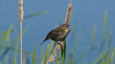 Screaming red-wing female