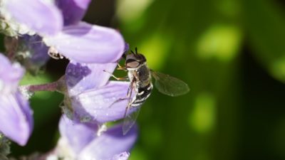 Hoverfly