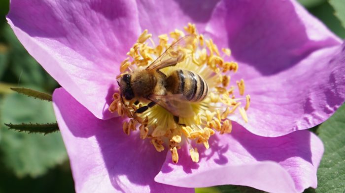 Bee in flower