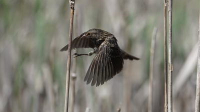 Red-winged blackbird