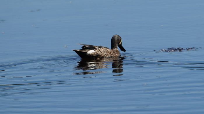 Blue-winged teal