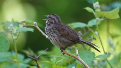 Song sparrow