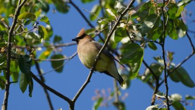 Cedar waxwing