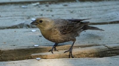 Brown-headed cowbird, female