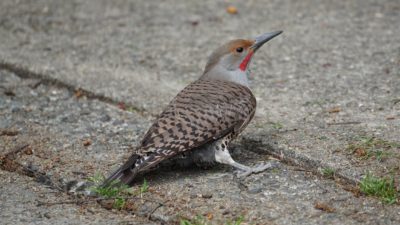 Northern flicker