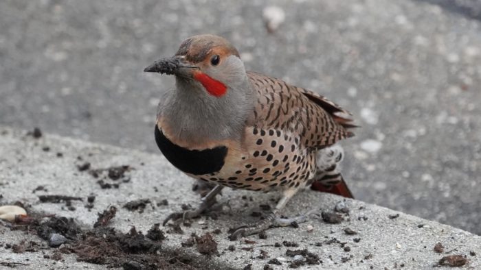 Northern flicker