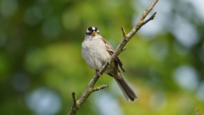 White-crowned sparrow