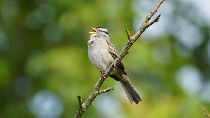 Singing white-crowned sparrow