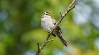 white-crowned sparrow